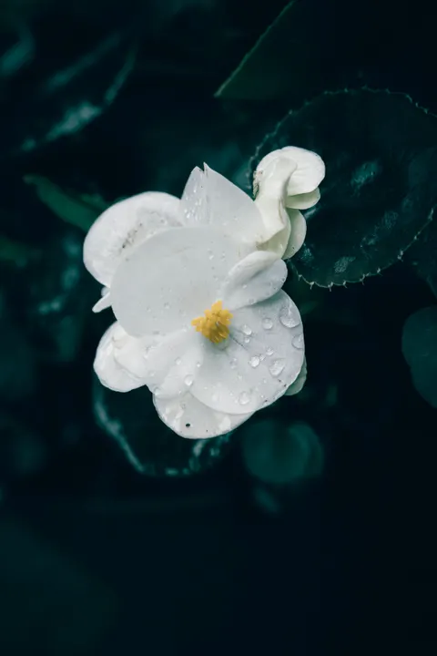 Petals Phone Wallpaper · petals · 1440×2160