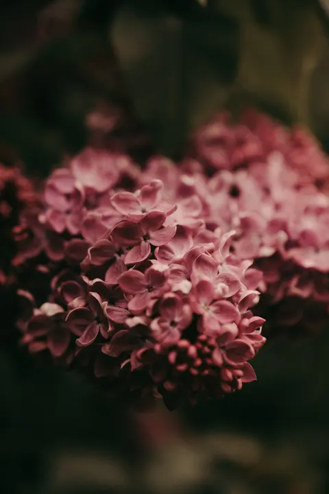 Petals Phone Wallpaper · petals · 1440×2160