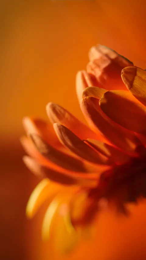 Petals Phone Wallpaper · petals · 1440×2561