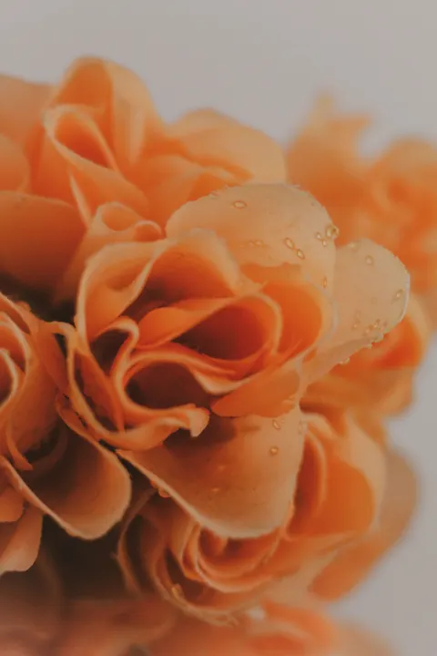 花瓣 手機桌布 · petals · 1440×2160
