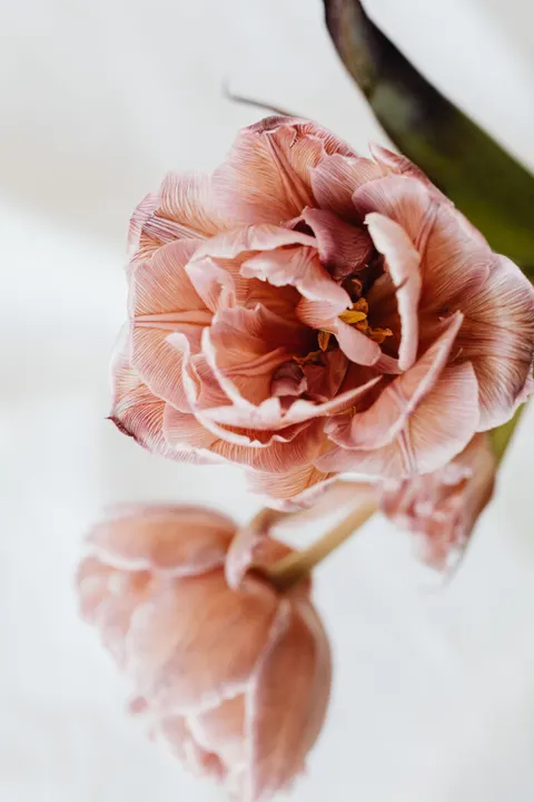 Petals Phone Wallpaper · petals · 1440×2160