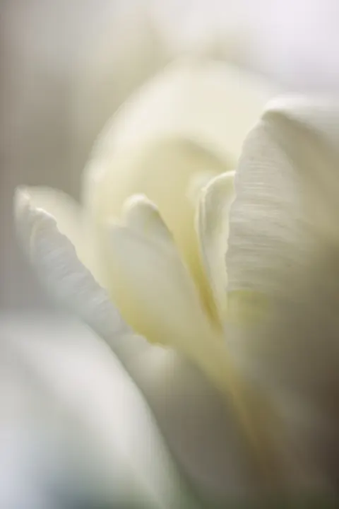 Petals Phone Wallpaper · petals · 1440×2160