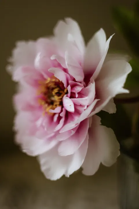 Fond d'écran mobile Pétales · petals · 1440×2160