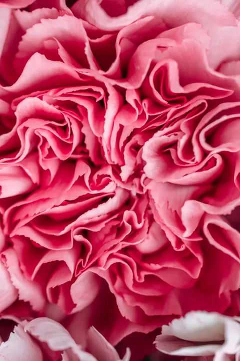 Petals Phone Wallpaper · petals · 1440×2160