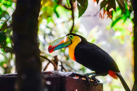 Sfondo Uccello Tropicale 4K · animals · 3840×2561