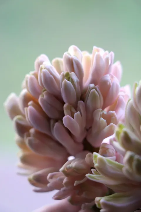 Petals Phone Wallpaper · petals · 1440×2160