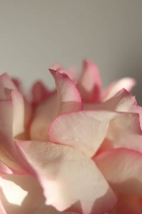 Petals Phone Wallpaper · petals · 1440×2160