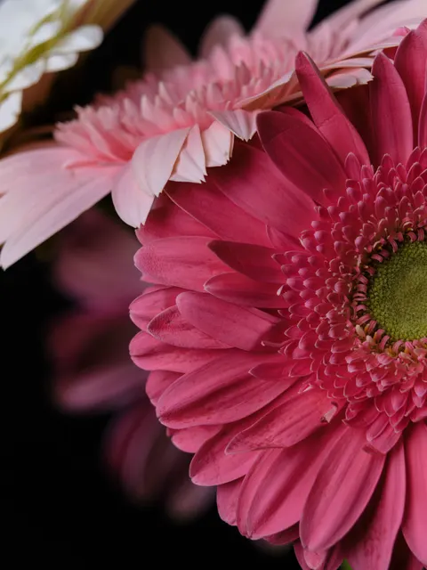 Petals Phone Wallpaper · petals · 1440×1920