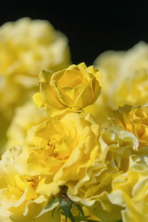 Petals Phone Wallpaper · petals · 1440×2160