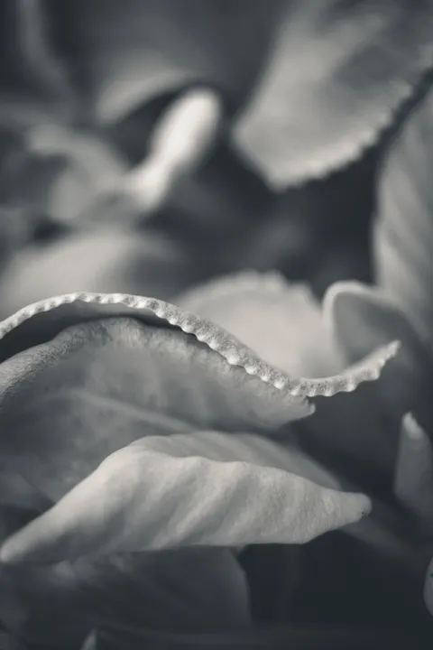 Petals Phone Wallpaper · petals · 1440×2160