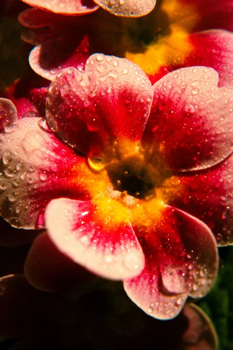 Petals Phone Wallpaper · petals · 1440×2160