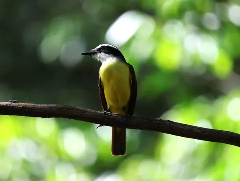 Tropikal Kuş 4K Duvar Kağıdı · animals · 3840×2887