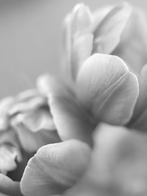 Petals Phone Wallpaper · petals · 1440×1922