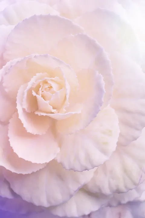 Petals Phone Wallpaper · petals · 1440×2157