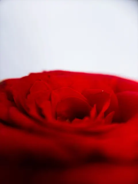 Petals Phone Wallpaper · petals · 1440×1920