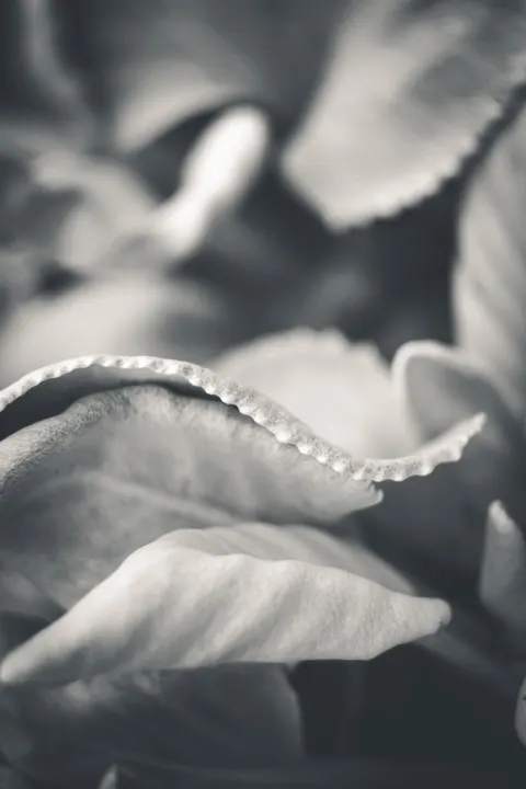 Petals Phone Wallpaper · petals · 1440×2160