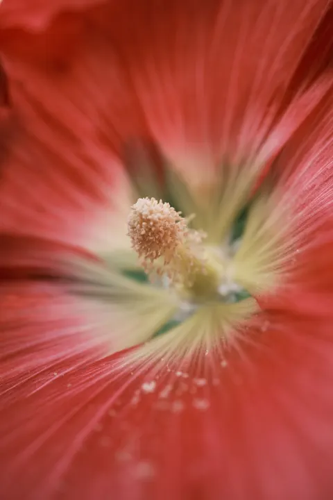 Petals Phone Wallpaper · petals · 1440×2160