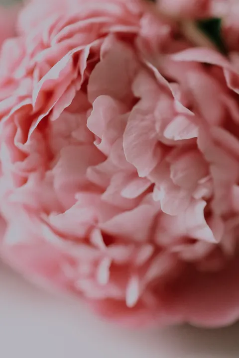 Petals Phone Wallpaper · petals · 1440×2160