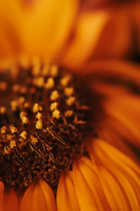 Petals Phone Wallpaper · petals · 1440×2160