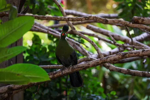 Tropischer Vogel 4K Hintergrundbild · animals · 3840×2561