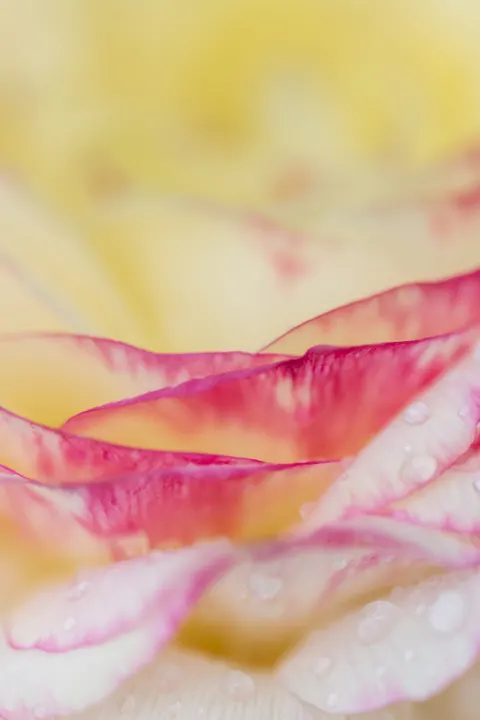 Petals Phone Wallpaper · petals · 1440×2160