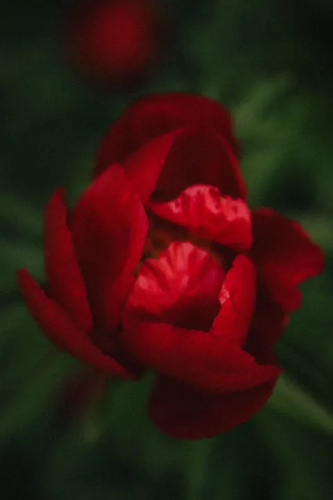 Petals Phone Wallpaper · petals · 1440×2160