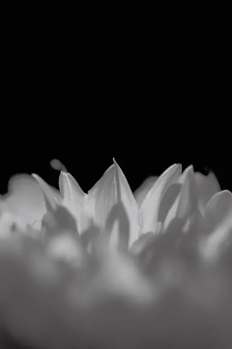 Petals Phone Wallpaper · petals · 1440×2160