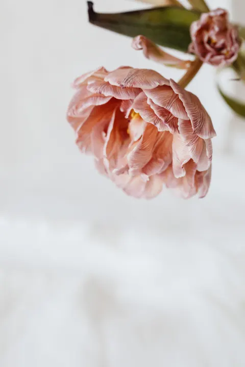 Petals Phone Wallpaper · petals · 1440×2160