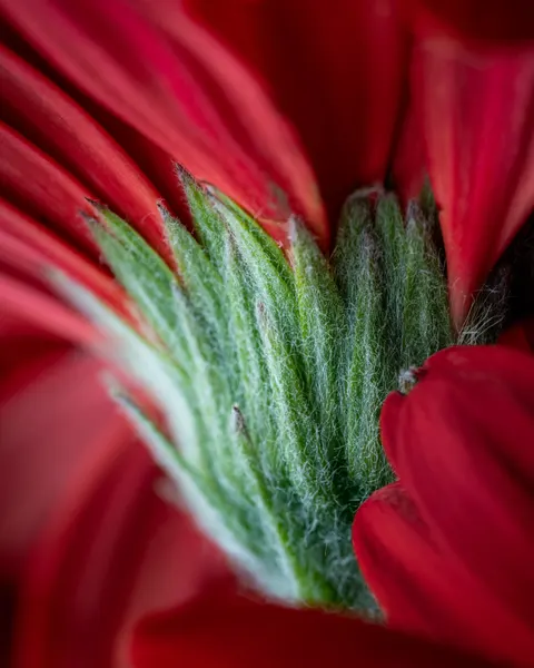 Petals Phone Wallpaper · petals · 1440×1800