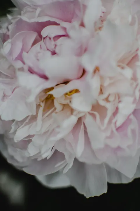 Petals Phone Wallpaper · petals · 1440×2160