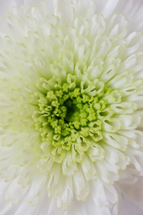 Petals Phone Wallpaper · petals · 1440×2160