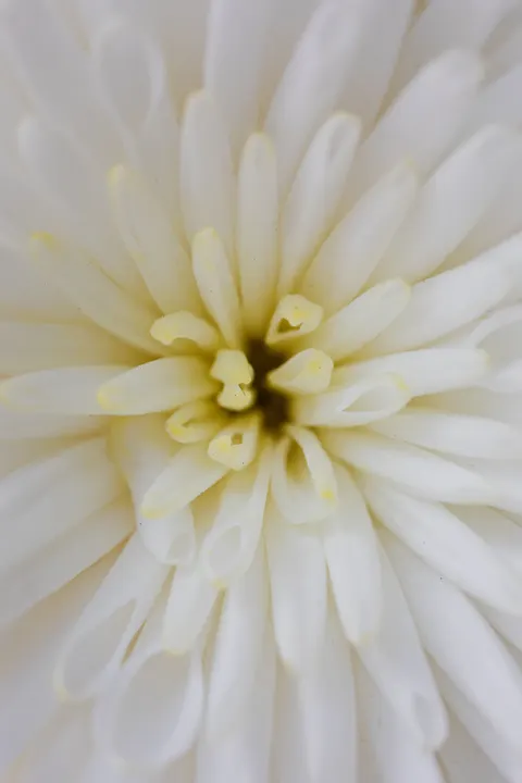 Petals Phone Wallpaper · petals · 1440×2160