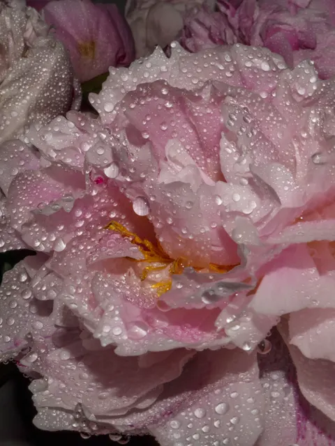 Cánh Hoa Hình Nền Điện Thoại · petals · 1440×1920