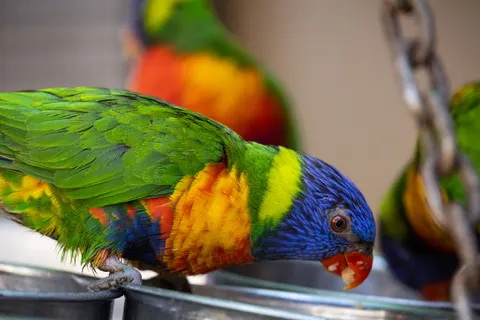 उष्णकटिबंधीय पक्षी 4K वॉलपेपर · animals · 3840×2561