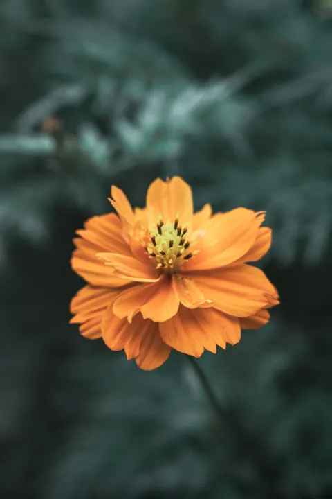 Petals Phone Wallpaper · petals · 1440×2160