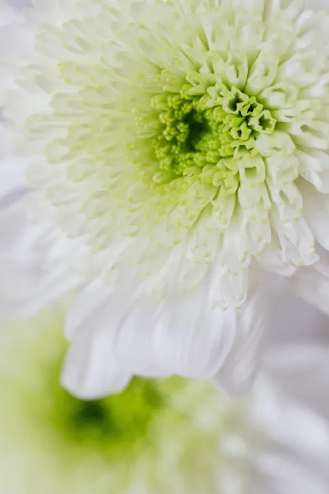 Petals Phone Wallpaper · petals · 1440×2160