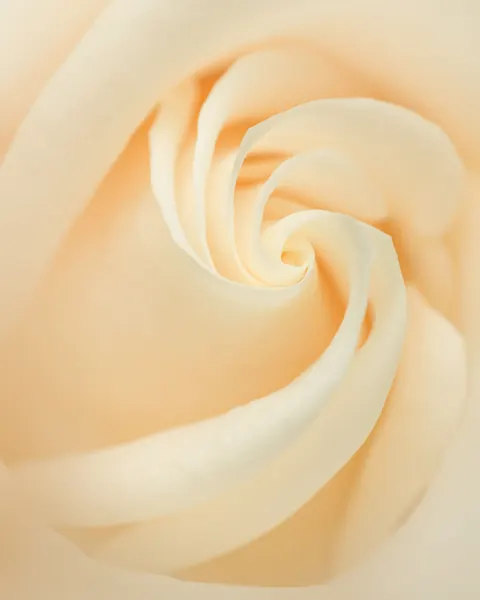 Petals Phone Wallpaper · petals · 1440×1799