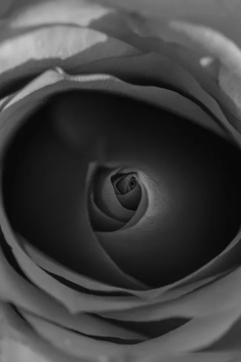 Petals Phone Wallpaper · petals · 1440×2160