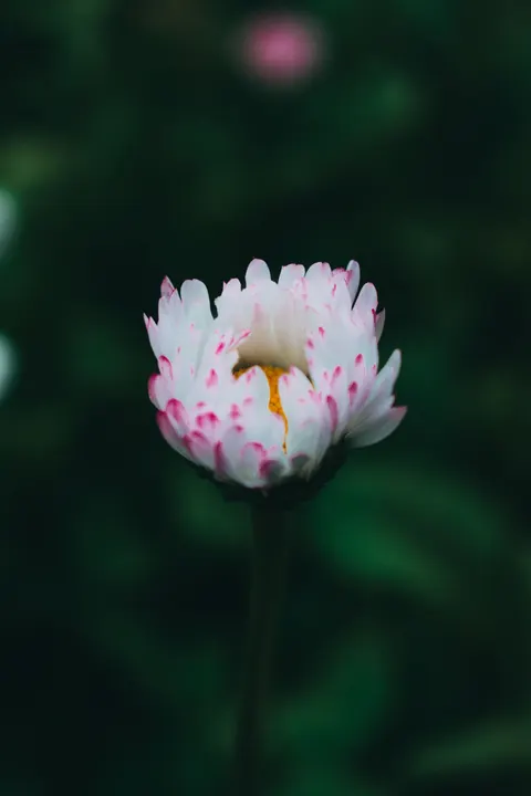 Petals Phone Wallpaper · petals · 1440×2160