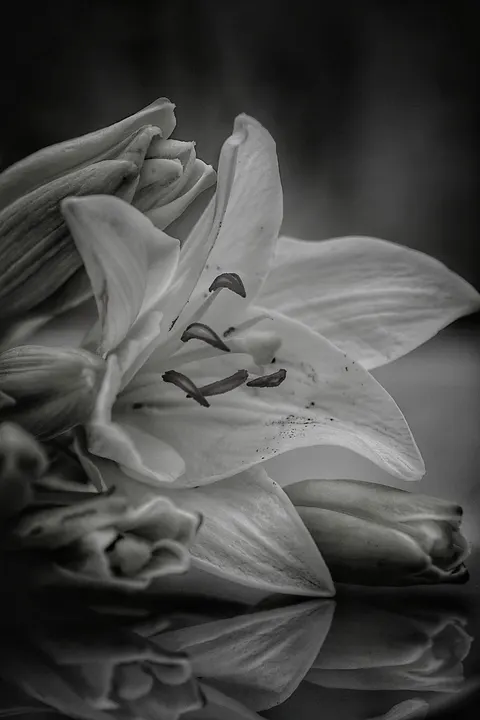 Płatki kwiatów Tapeta na Telefon · petals · 1440×2160
