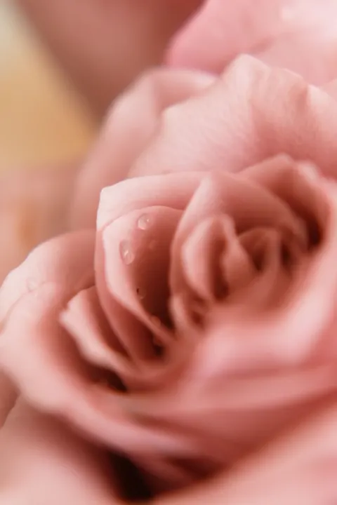 Petals Phone Wallpaper · petals · 1440×2160