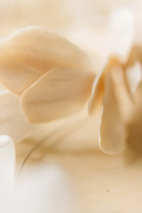 Petals Phone Wallpaper · petals · 1440×2160