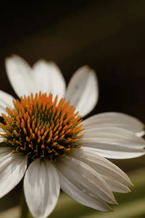 گلبرگ‌ها والپیپر موبایل · petals · 1440×2160