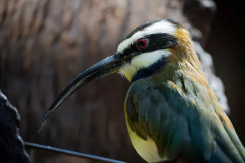 خلفية طائر استوائي بدقة 4K · animals · 3840×2560