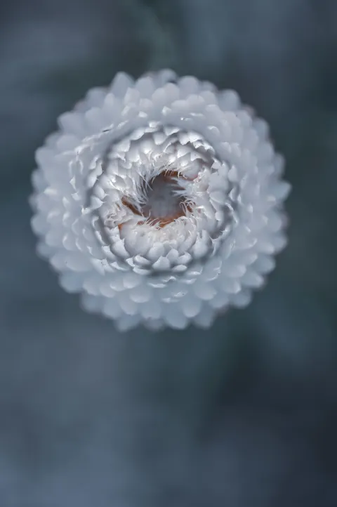 Petals Phone Wallpaper · petals · 1440×2166