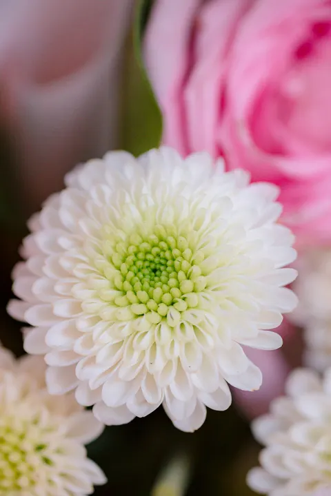 Petals Phone Wallpaper · petals · 1440×2161
