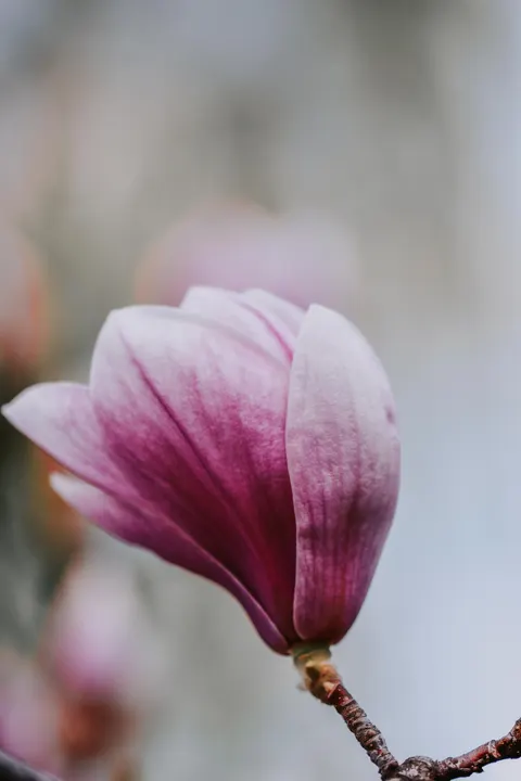 Petals Phone Wallpaper · petals · 1440×2160