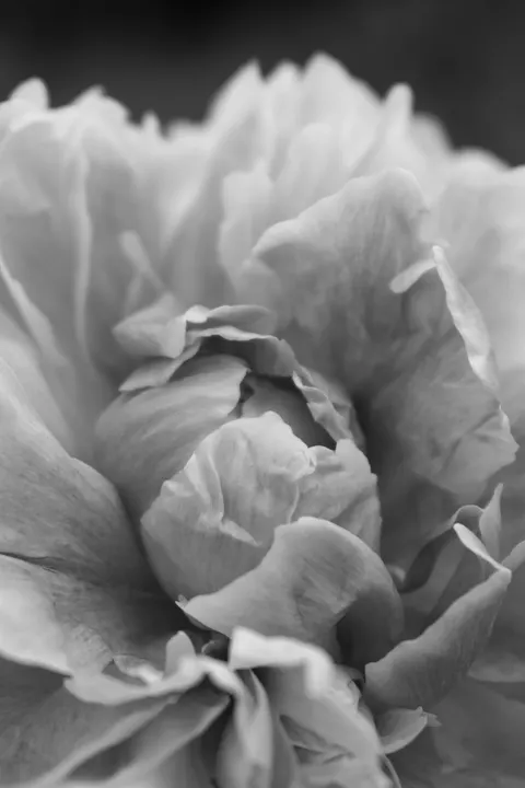 Petals Phone Wallpaper · petals · 1440×2160