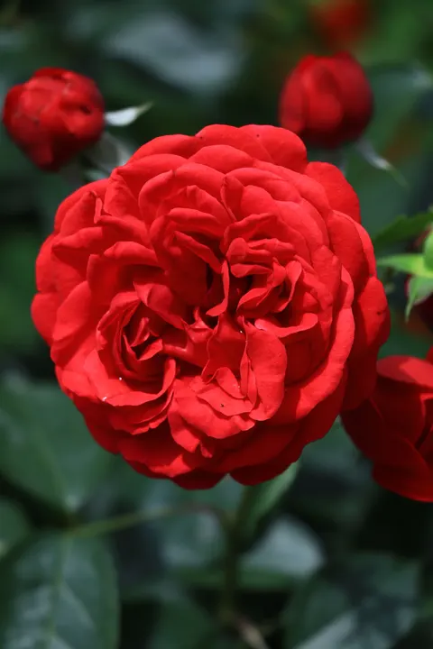 Rose Petals Phone Wallpaper · petals · 1440×2160