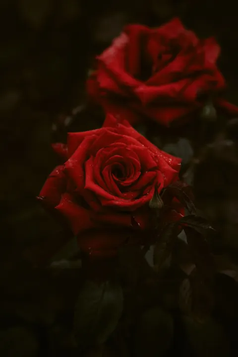 Rose Petals Phone Wallpaper · petals · 1440×2160